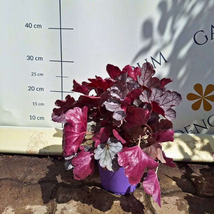 Heuchera sp - Ezüstlevelű tűzeső Heuchera sp - Ezüstlevelű tűzeső