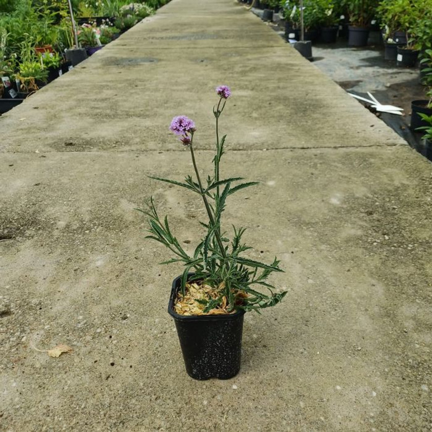 Verbena bonariensis Lollipop CS14 - Alacsony ernyős verbéna