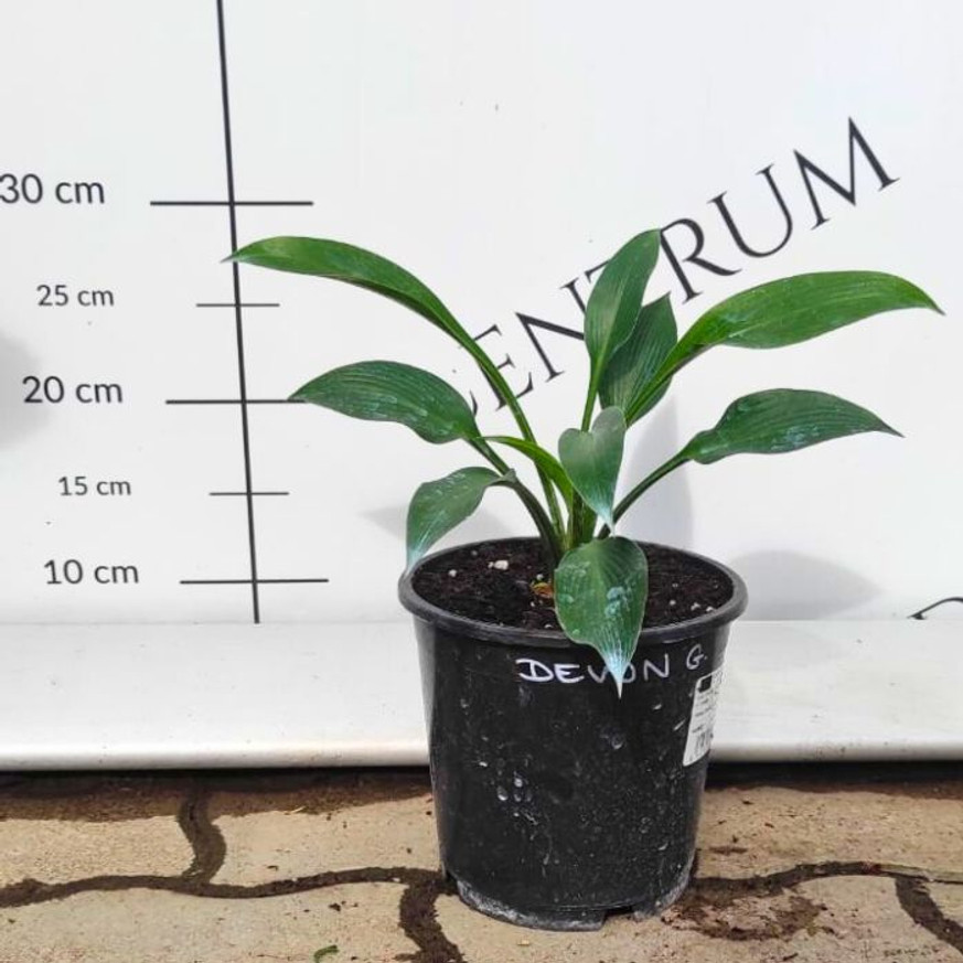 Hosta Devon Green CS14 - Árnyékliliom