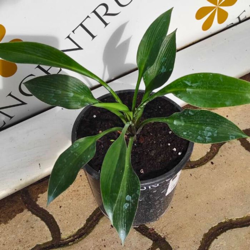 Hosta Devon Green CS14 - Árnyékliliom
