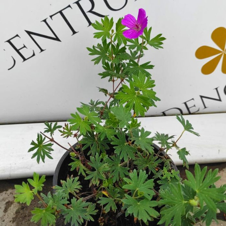 Geranium sanguineum Tiny Monster - Lila virágszínű gólyaorr Geranium sanguineum Tiny Monster - Lila virágszínű gólyaorr