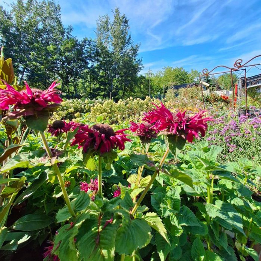 Monarda didyma - Kárminpiros méhbalzsam Monarda didyma - Kárminpiros méhbalzsam