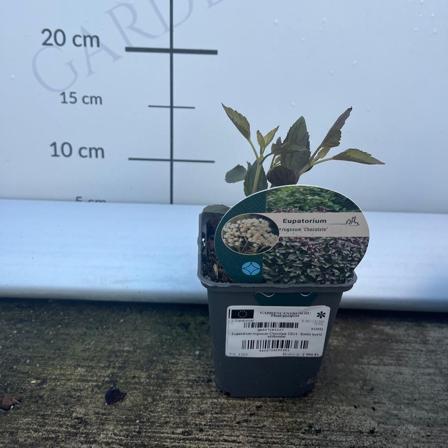 Eupatorium rugosum Chocolate CS14 - Bordó levelű sédkender