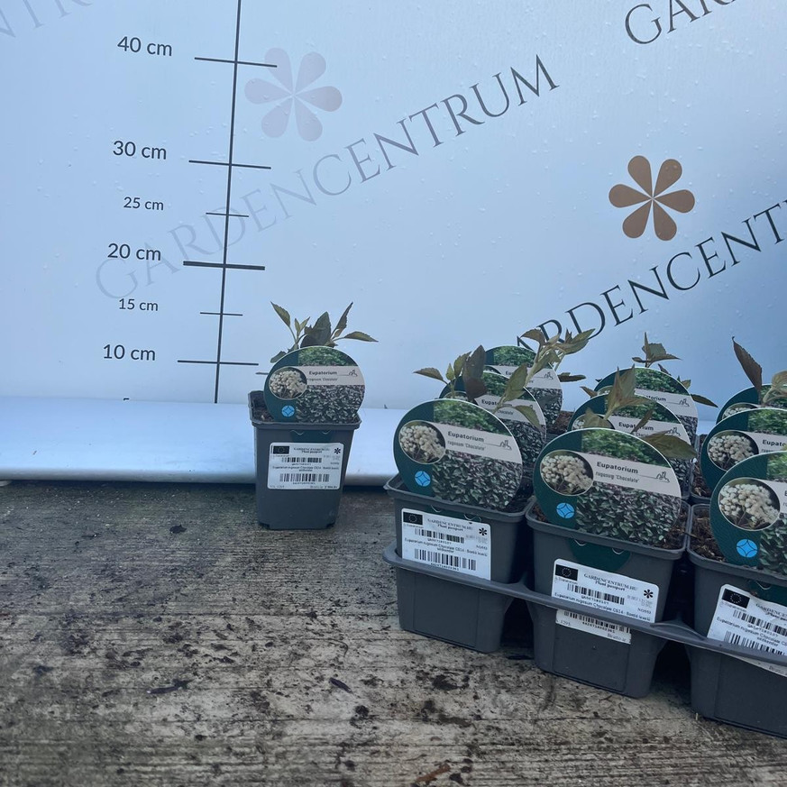 Eupatorium rugosum Chocolate CS14 - Bordó levelű sédkender Eupatorium rugosum Chocolate CS14 - Bordó levelű sédkender