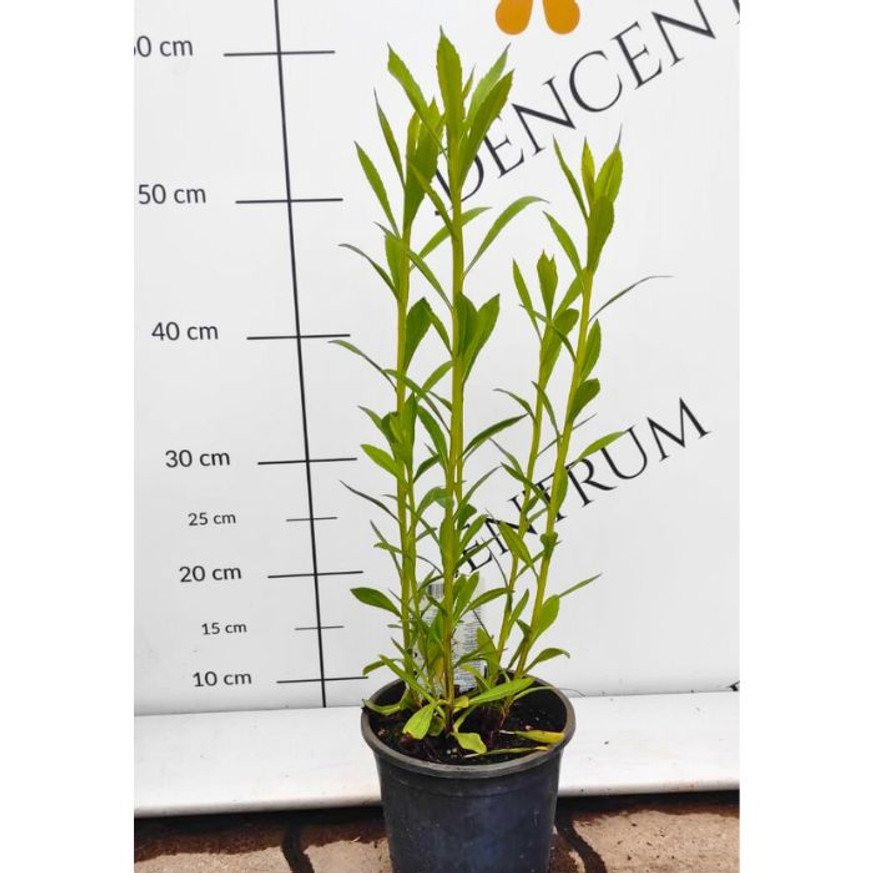 Helenium autumnale - Napfényvirág