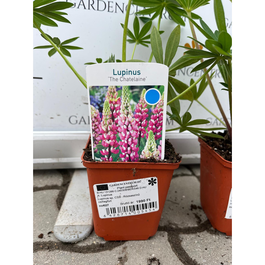 Lupinus CS9 - Rózsaszínű csillagfürt Lupinus CS9 - Rózsaszínű csillagfürt