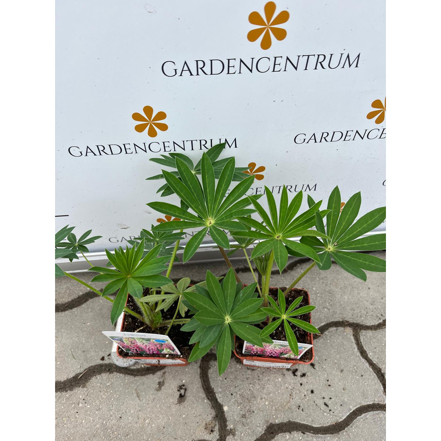 Lupinus CS9 - Rózsaszínű csillagfürt Lupinus CS9 - Rózsaszínű csillagfürt
