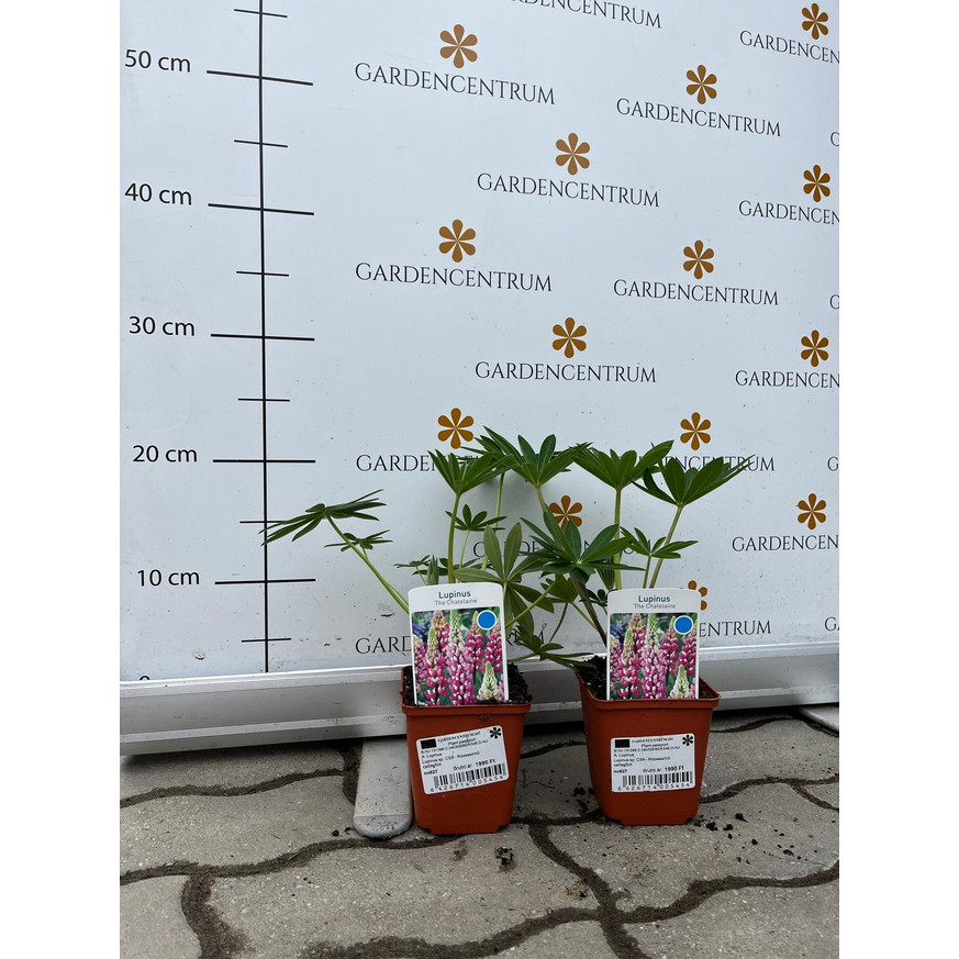 Lupinus CS9 - Rózsaszínű csillagfürt Lupinus CS9 - Rózsaszínű csillagfürt