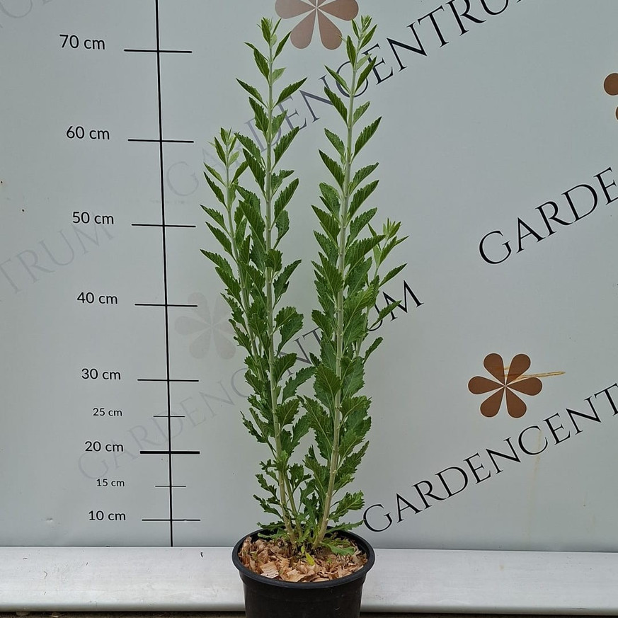 Perovskia atriplicifolia - Sudárzsálya Perovskia atriplicifolia - Sudárzsálya