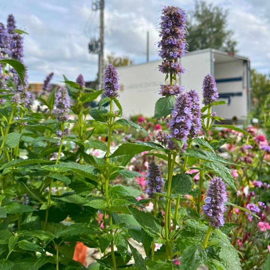 Agastache sp. - Kék virágzatú izsópfű Agastache sp. - Kék virágzatú izsópfű