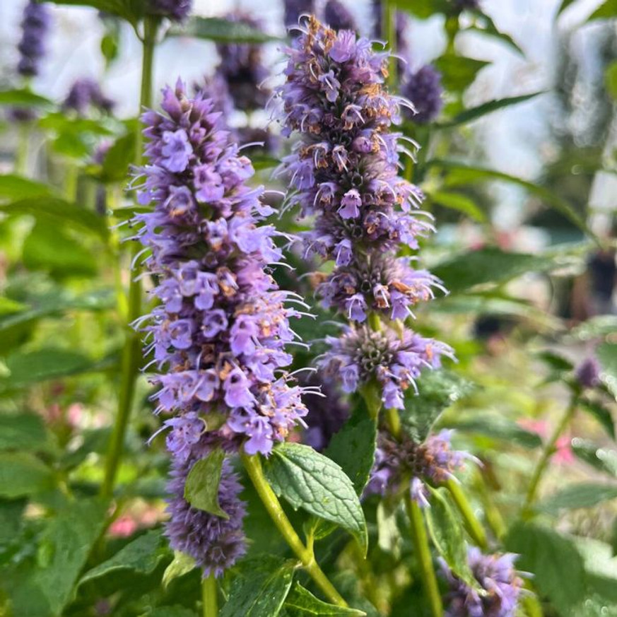 Agastache sp. - Kék virágzatú izsópfű Agastache sp. - Kék virágzatú izsópfű
