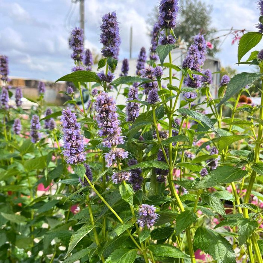 Agastache sp. - Kék virágzatú izsópfű Agastache sp. - Kék virágzatú izsópfű
