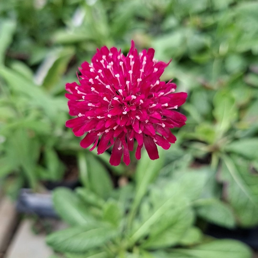Knautia macedonica CS9 - Varfű