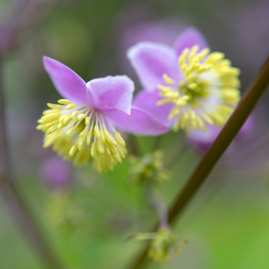Thalictrum delavayi CS9 - Szárnyastermésű borkóró