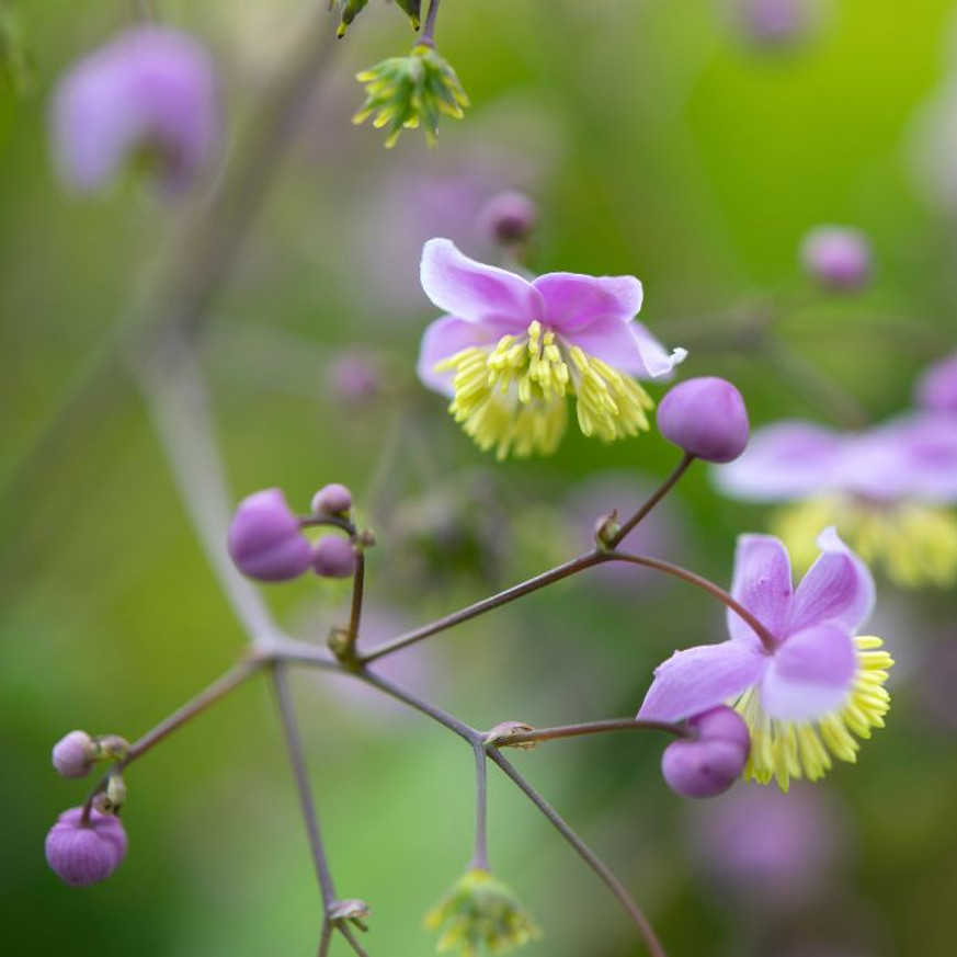 Thalictrum delavayi CS9 - Szárnyastermésű borkóró Thalictrum delavayi CS9 - Szárnyastermésű borkóró