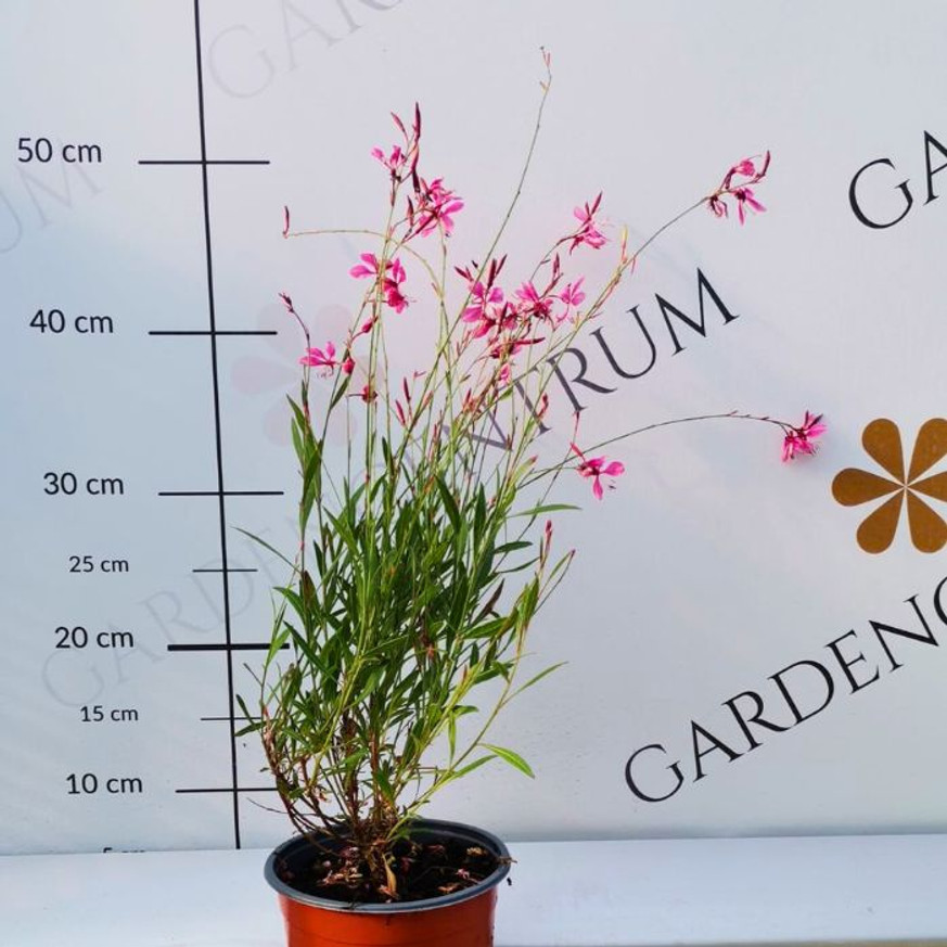Gaura Siskiyou Pink - Rózsaszín díszgyertya Gaura Siskiyou Pink - Rózsaszín díszgyertya