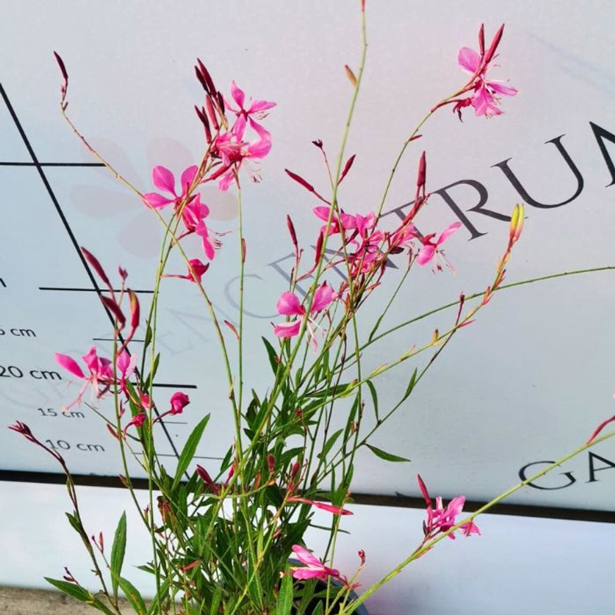 Gaura Siskiyou Pink - Rózsaszín díszgyertya