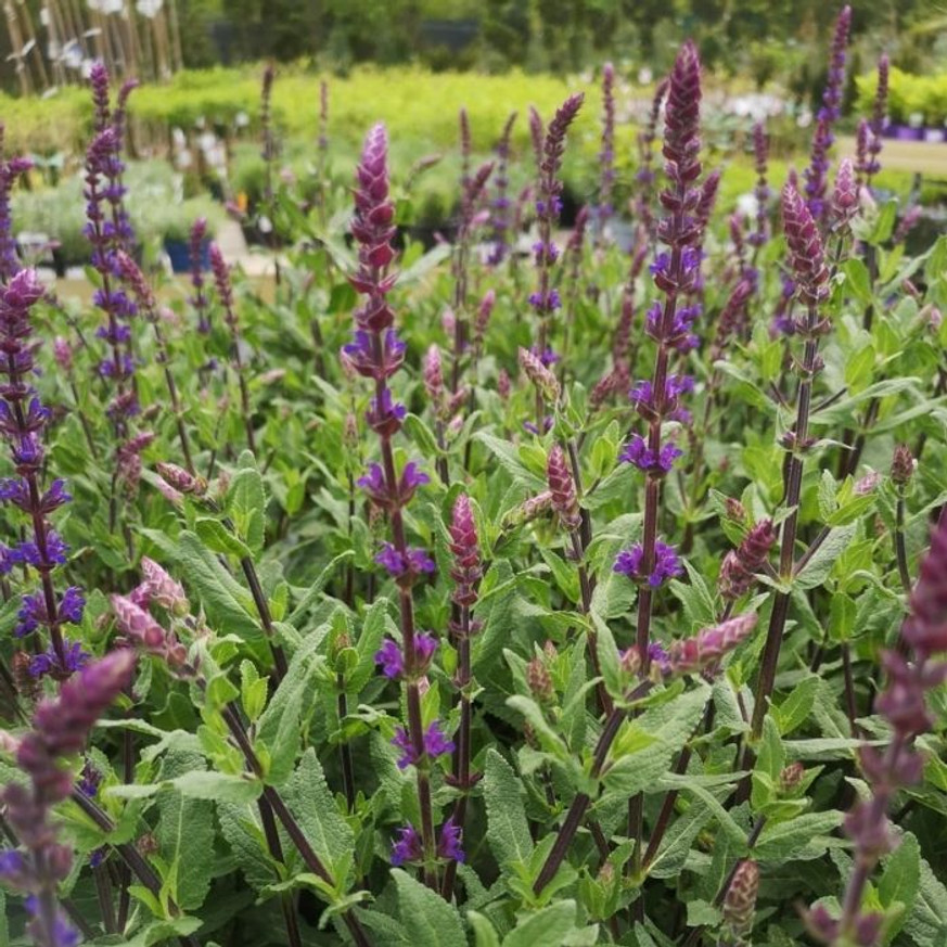 Salvia nemorosa Caradonna - Ligeti Zsálya Salvia nemorosa Caradonna - Ligeti Zsálya
