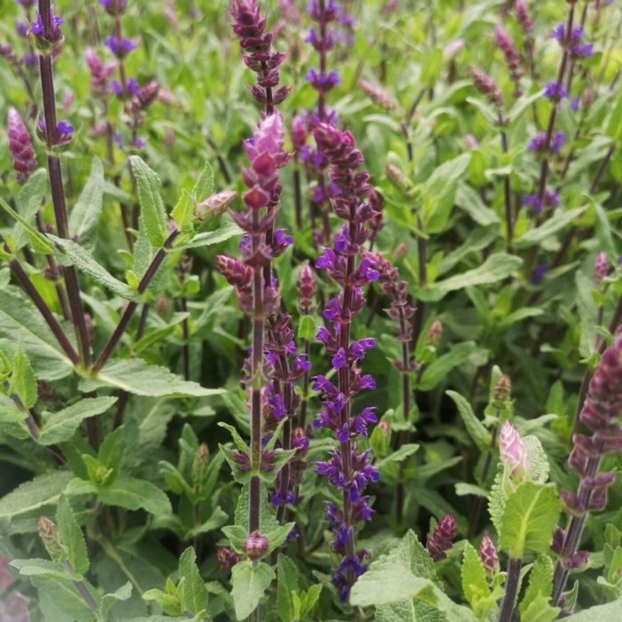 Salvia nemorosa Caradonna - Ligeti Zsálya Salvia nemorosa Caradonna - Ligeti Zsálya
