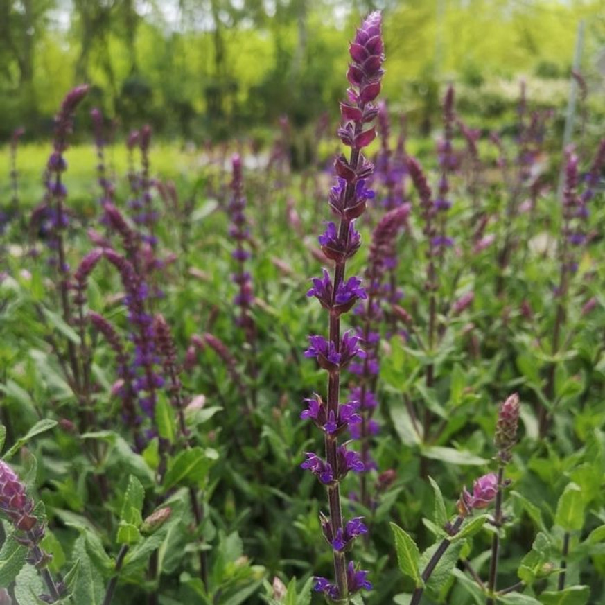 Salvia nemorosa Caradonna - Ligeti Zsálya Salvia nemorosa Caradonna - Ligeti Zsálya