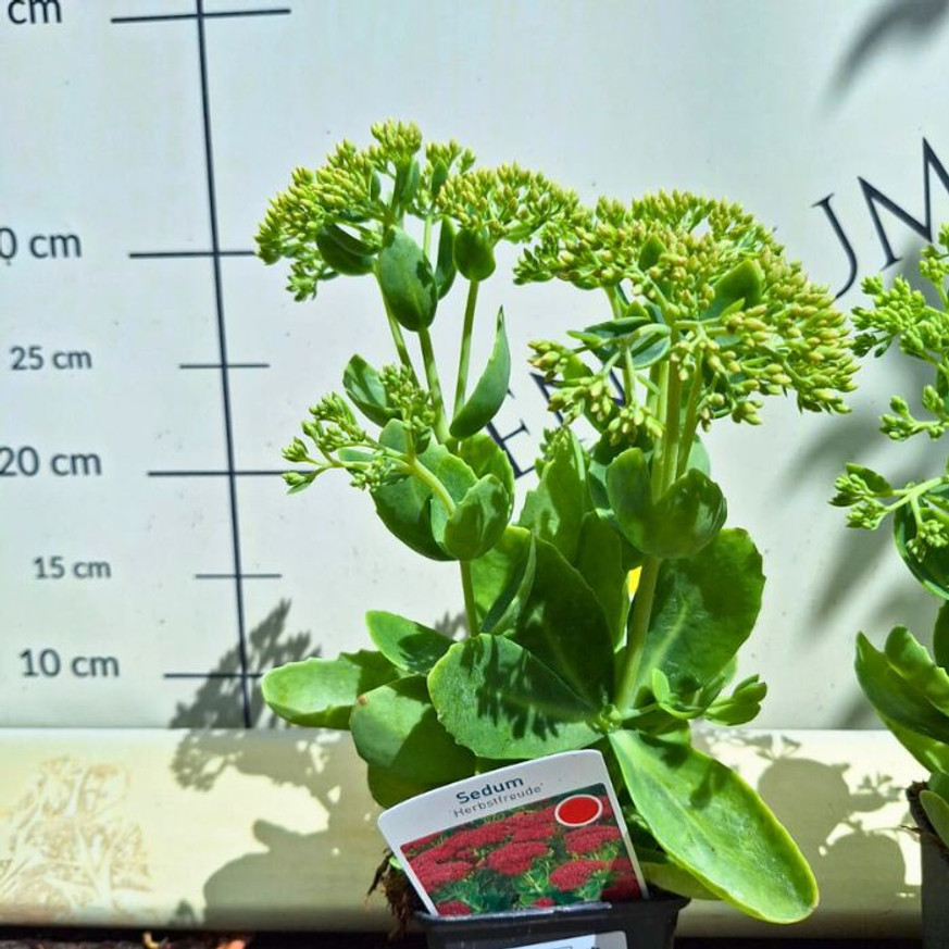 Sedum spectabile CS9 - Pompás varjúháj Sedum spectabile CS9 - Pompás varjúháj