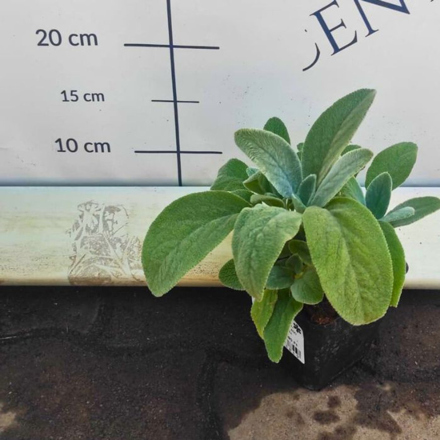 Stachys byzantina CS9 - Nyuszifül Stachys byzantina CS9 - Nyuszifül