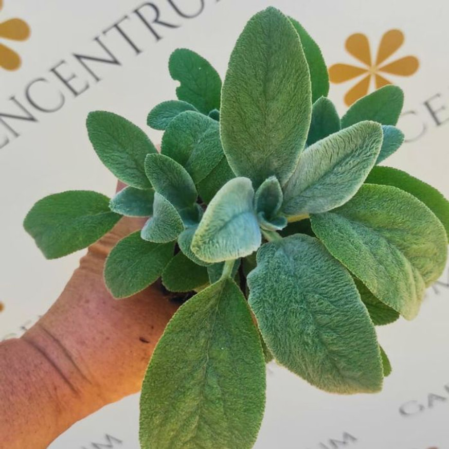 Stachys byzantina CS9 - Nyuszifül Stachys byzantina CS9 - Nyuszifül