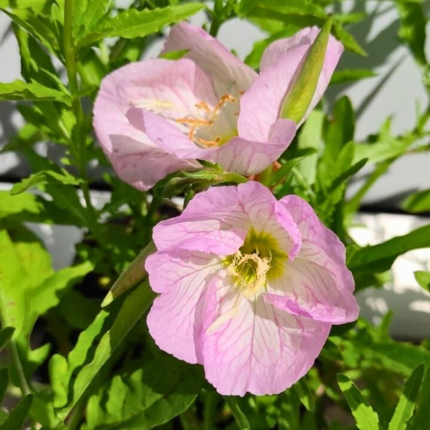 Oenothera speciosa - Ligetszépe Oenothera speciosa - Ligetszépe