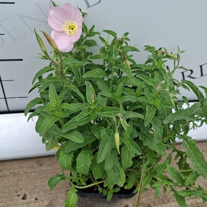 Oenothera speciosa - Ligetszépe Oenothera speciosa - Ligetszépe