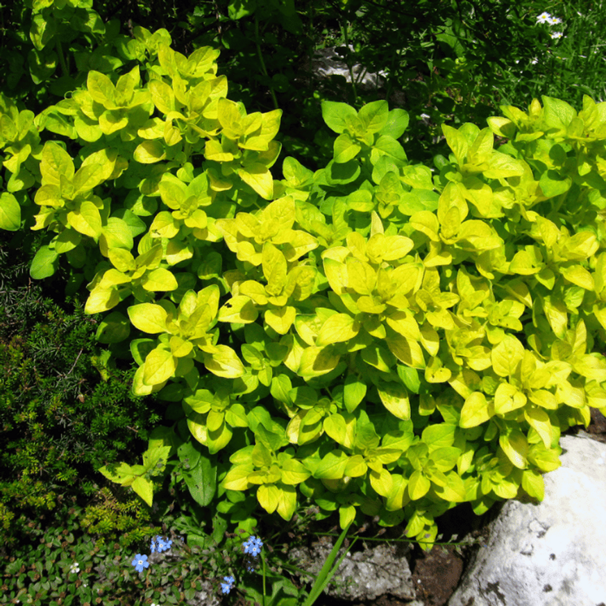 Origanum vulgare Aurea CS9 - Sárga levelű oregánó