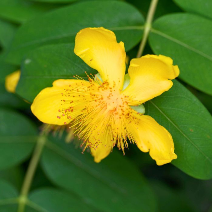 Hypericum calycinum - Örökzöld orbáncfű Hypericum calycinum - Örökzöld orbáncfű