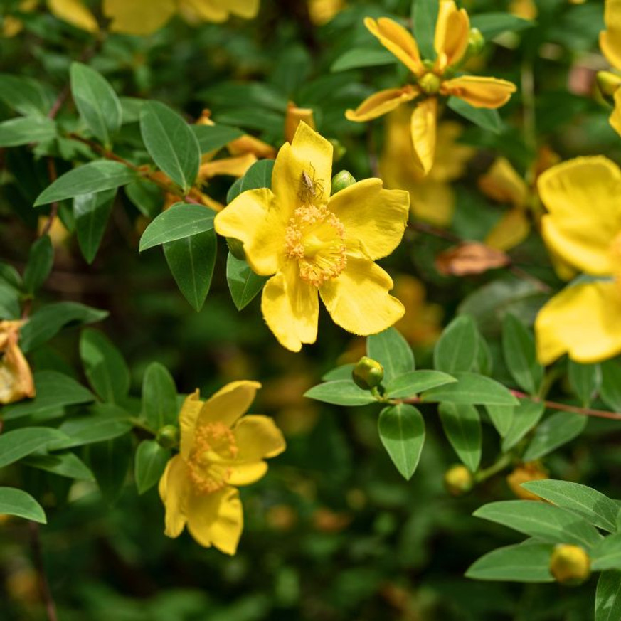 Hypericum calycinum - Örökzöld orbáncfű