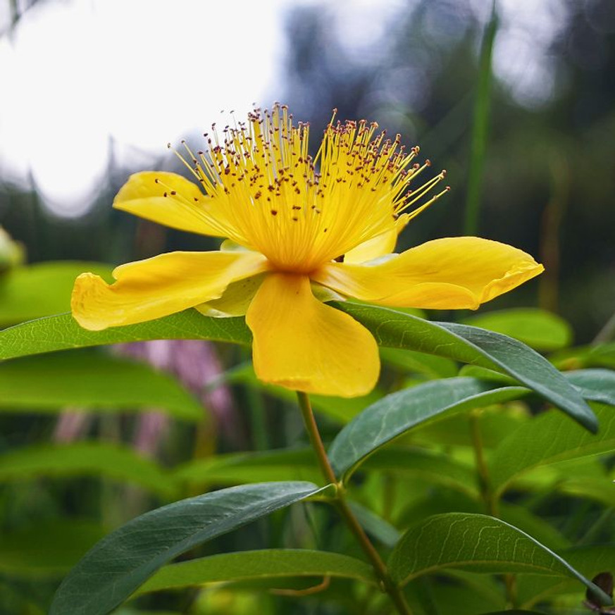 Hypericum calycinum - Örökzöld orbáncfű Hypericum calycinum - Örökzöld orbáncfű