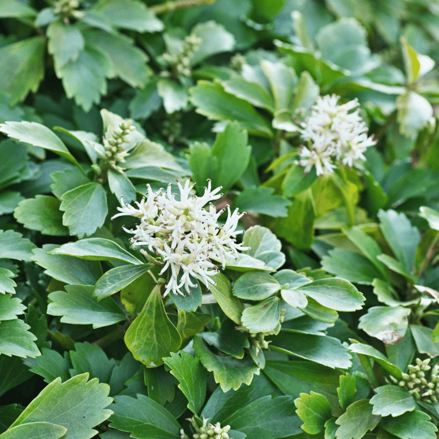 Pachysandra terminalis Green Carpet CS9 - Japán kövérke