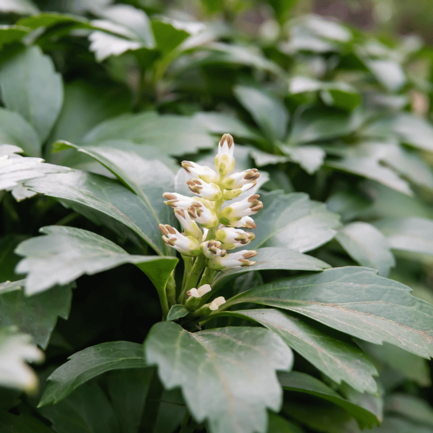 Pachysandra terminalis Green Carpet CS9 - Japán kövérke Pachysandra terminalis Green Carpet CS9 - Japán kövérke