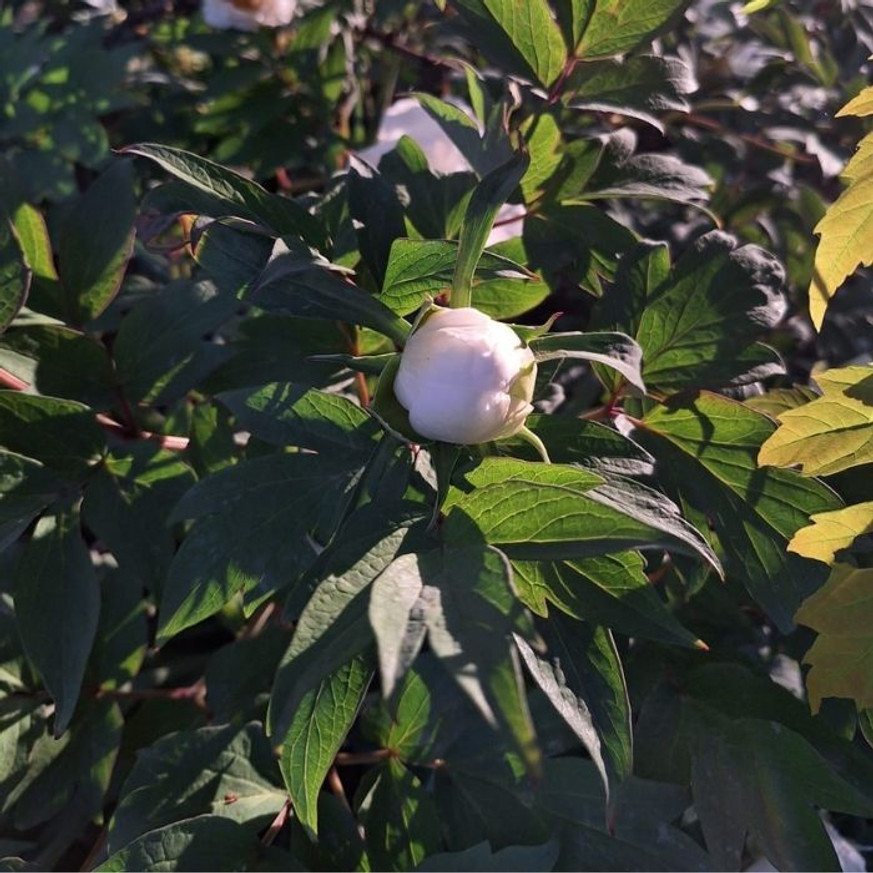 Paeonia lactiflora - Fehér illatos bazsarózsa