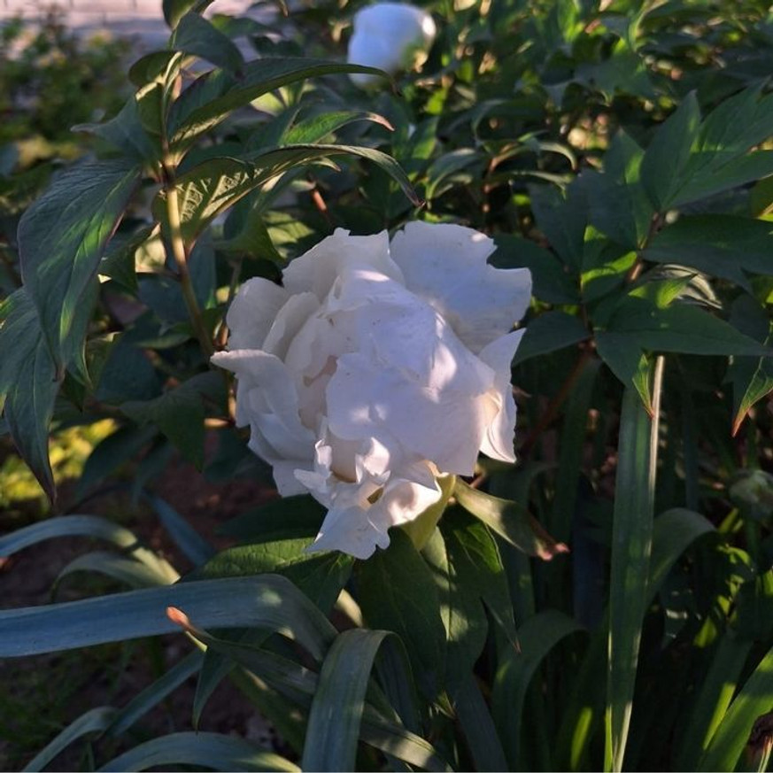 Paeonia lactiflora - Fehér illatos bazsarózsa