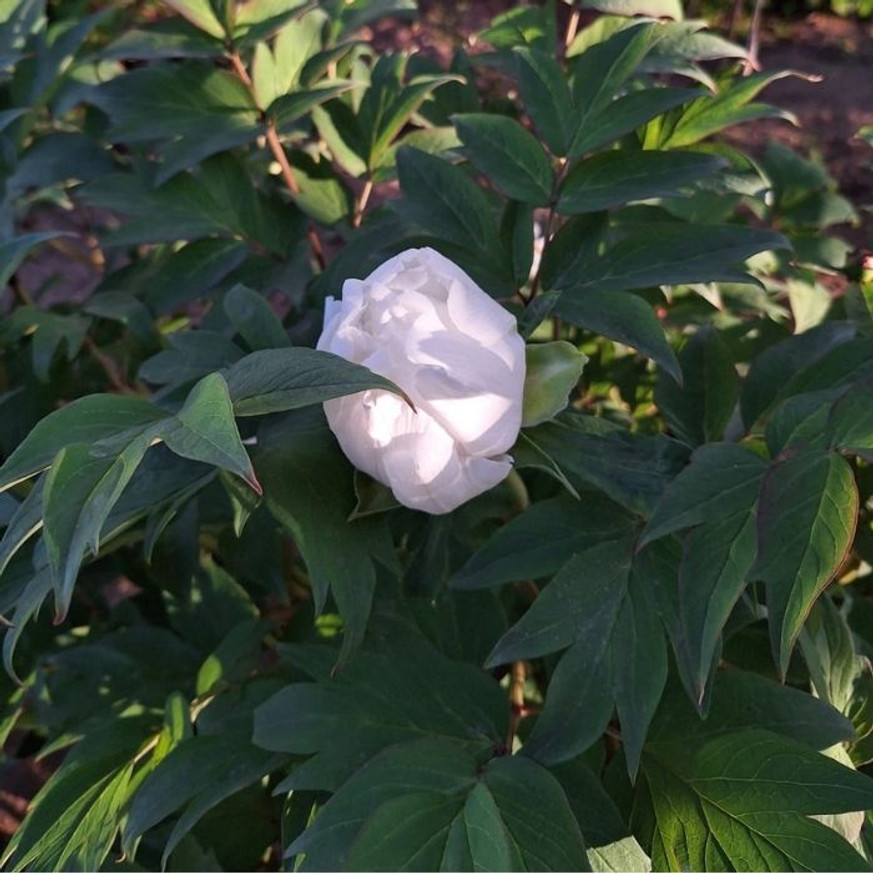 Paeonia lactiflora - Fehér illatos bazsarózsa