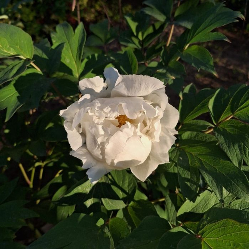 Paeonia lactiflora - Fehér illatos bazsarózsa