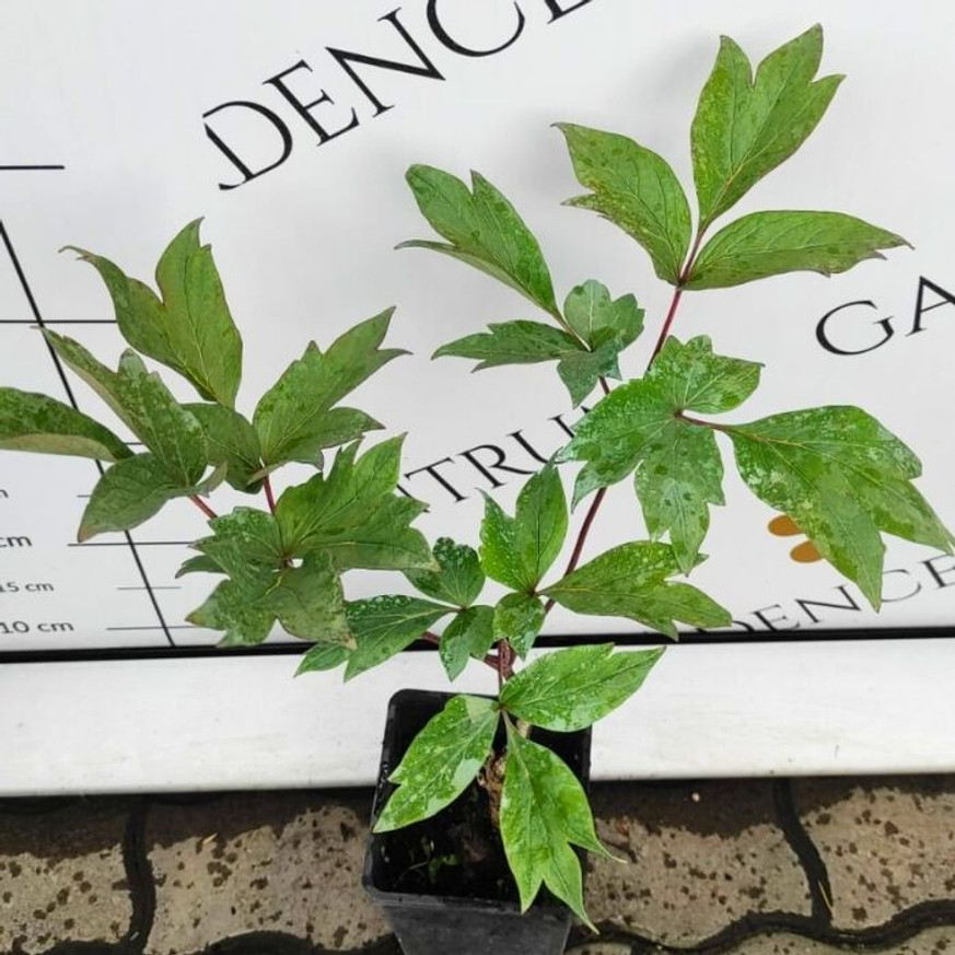 Paeonia suffruticosa MIX - Fás bazsarózsa