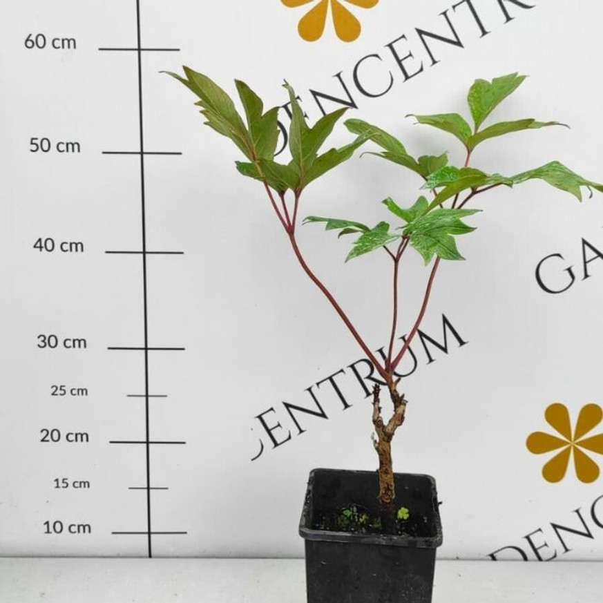 Paeonia suffruticosa MIX - Fás bazsarózsa