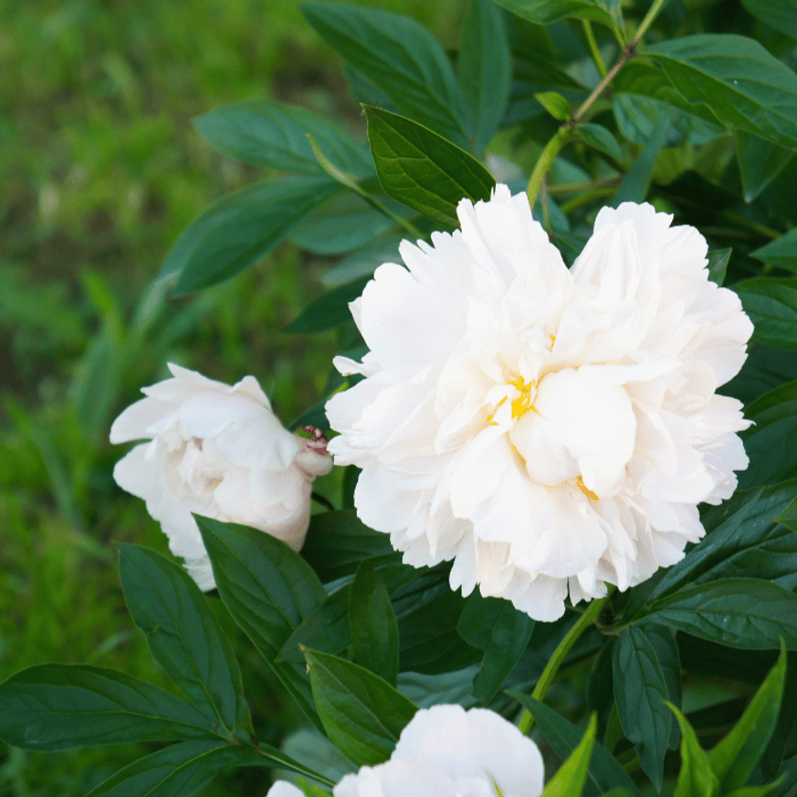 Paeonia lactiflora - Fehér illatos bazsarózsa
