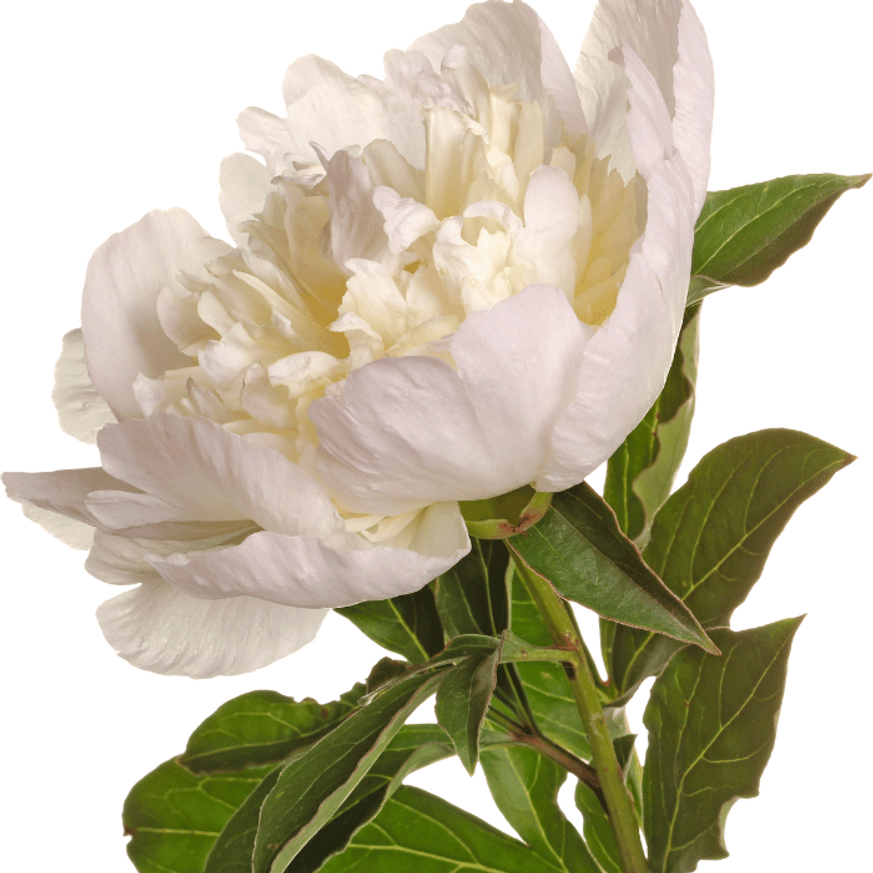 Paeonia lactiflora - Fehér illatos bazsarózsa