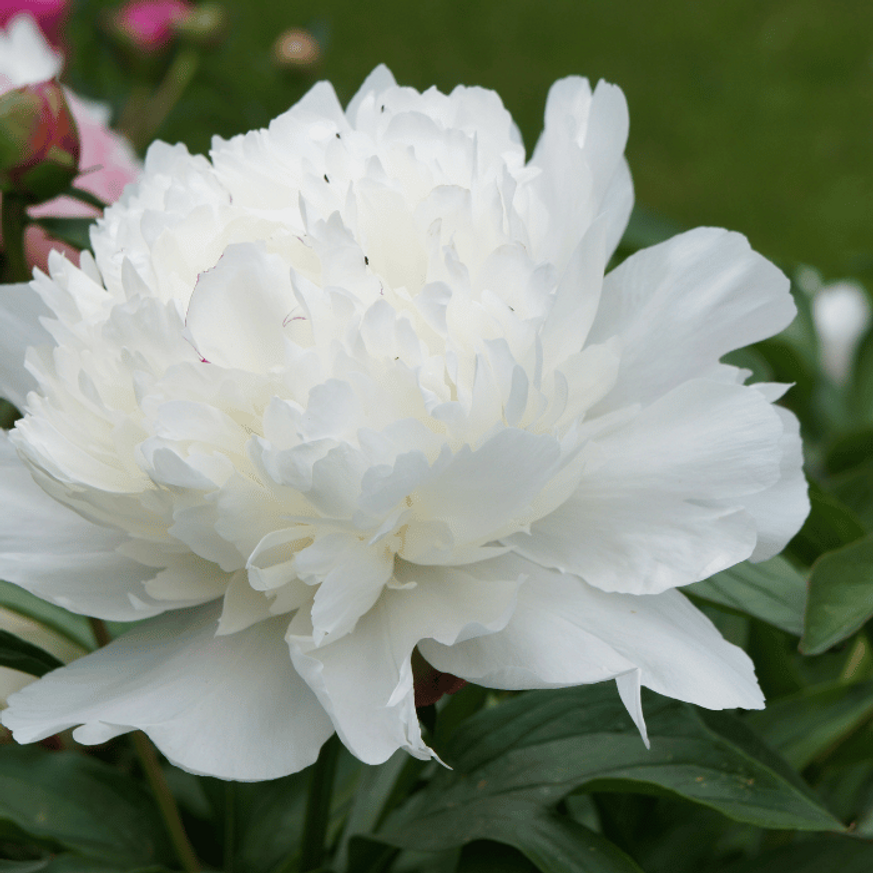 Paeonia lactiflora - Fehér illatos bazsarózsa