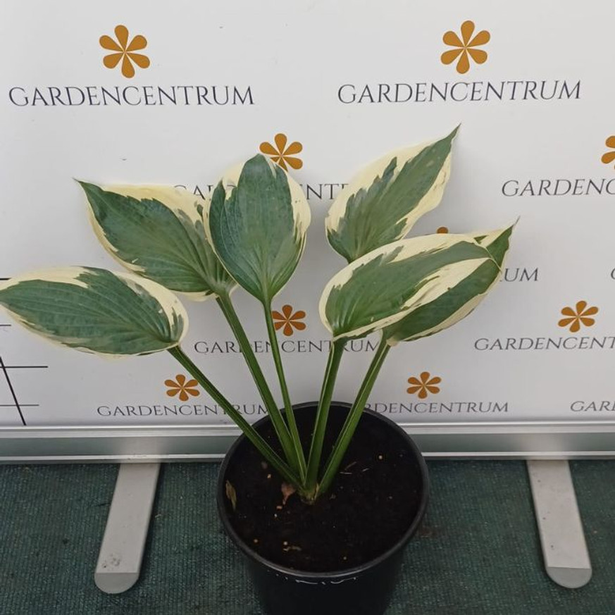 Hosta Patriot - Árnyékliliom Hosta Patriot - Árnyékliliom