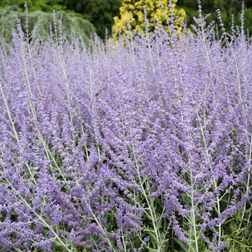 Perovskia atriplicifolia K2 - Sudárzsálya