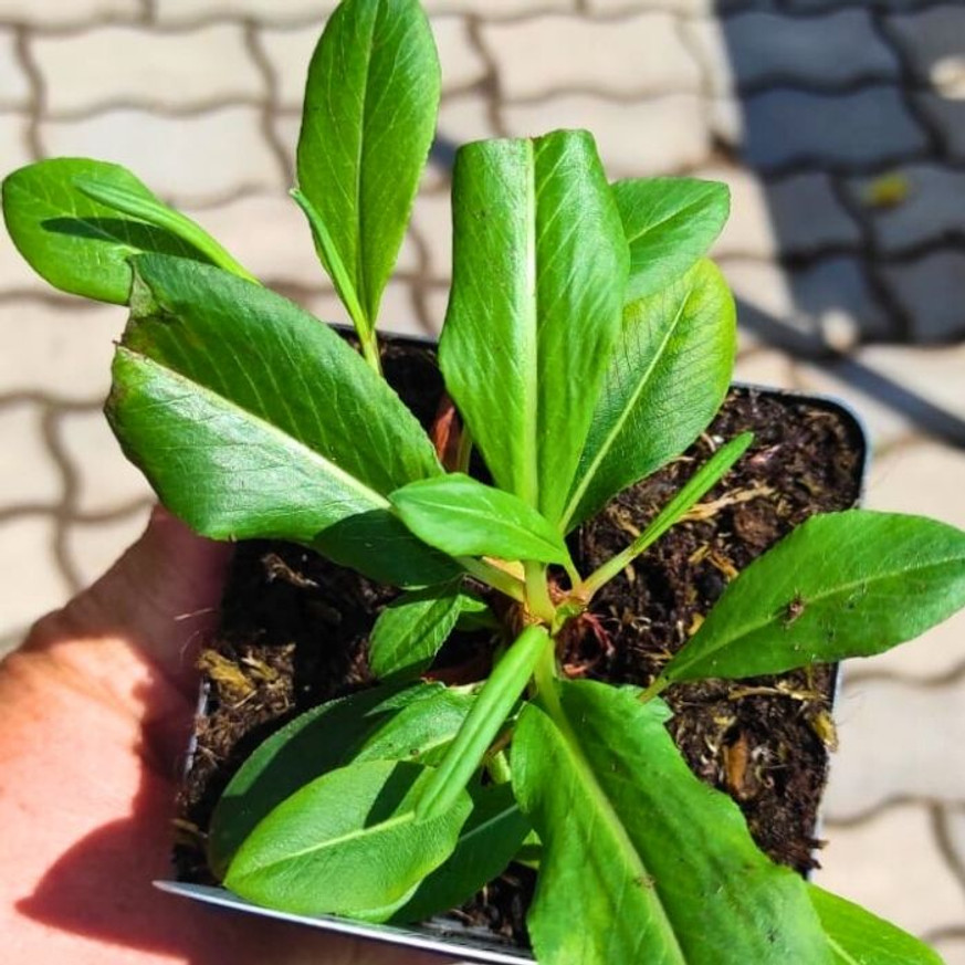 Persicaria sp. - Piros örökzöld keserűfű