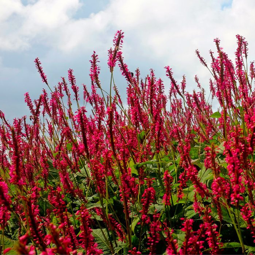 Persicaria sp. - Piros örökzöld keserűfű