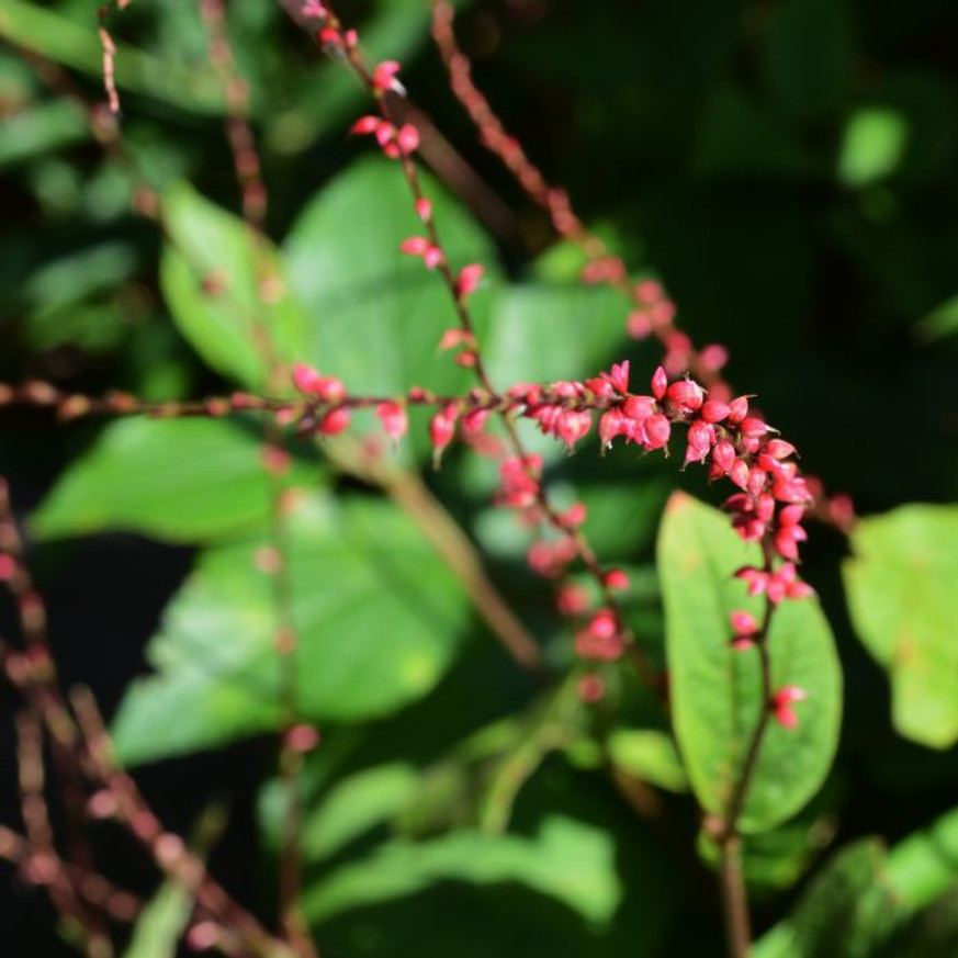Persicaria filiformis - Keserűfű
