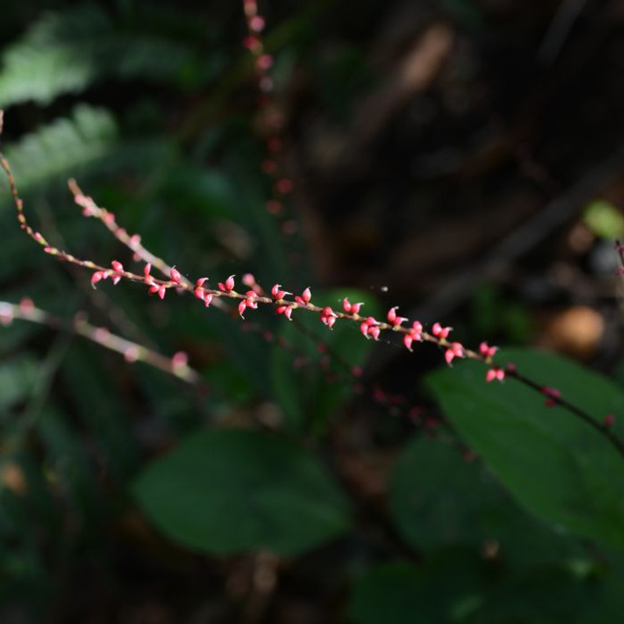Persicaria filiformis - Keserűfű